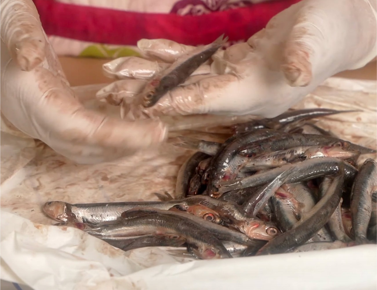 Italian Fresh Marinated Anchovies Recipe + Video